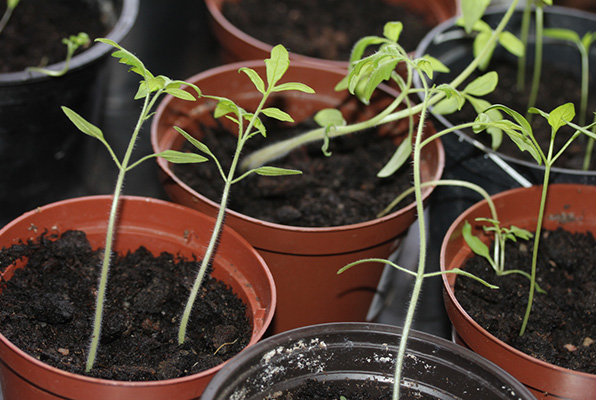 Flertalet krukor med planterade växter.