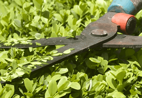 En häcksax som klipper en grön buske