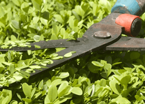 En häcksax som klipper en grön buske