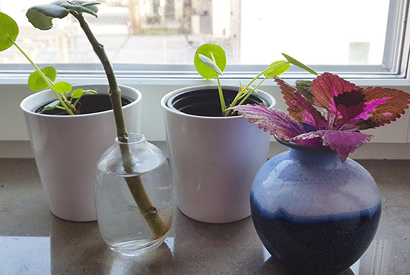 Fyra krukor med växter. Tre gröna växter och en röd.