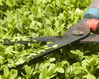 En häcksax som klipper en grön buske