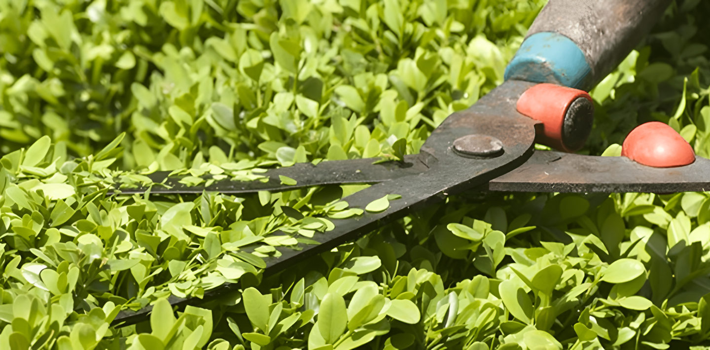 En häcksax som klipper en grön buske
