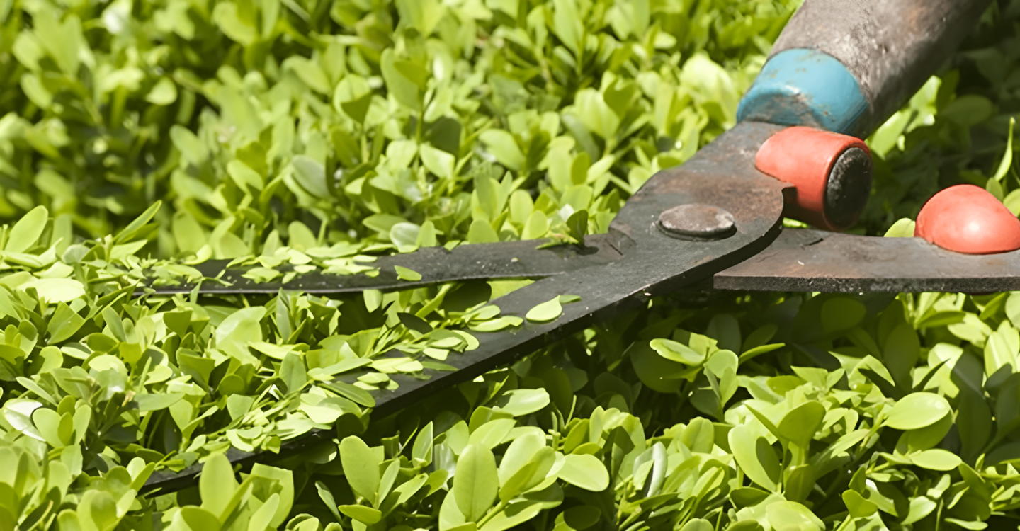 En häcksax som klipper en grön buske