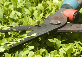 En häcksax som klipper en grön buske
