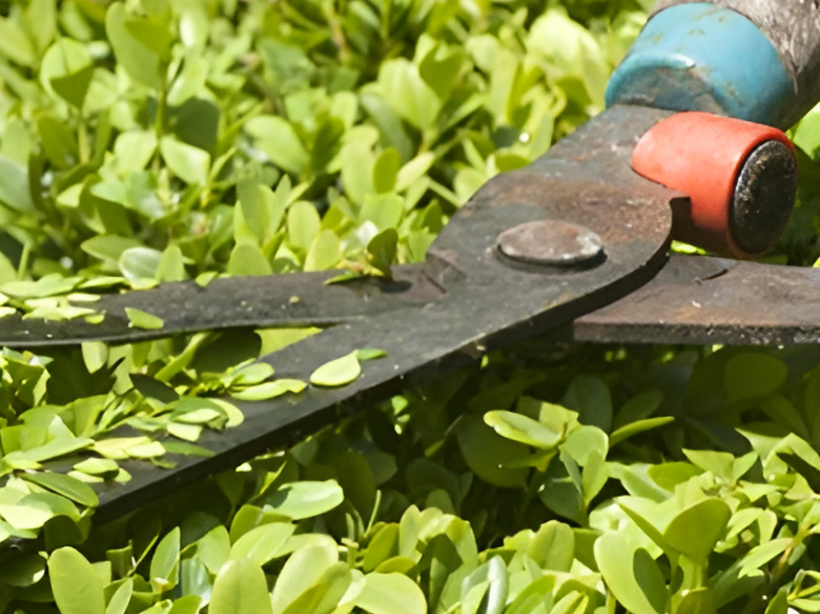 En häcksax som klipper en grön buske